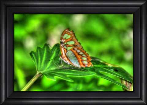 Framed Butterfly 10 Print
