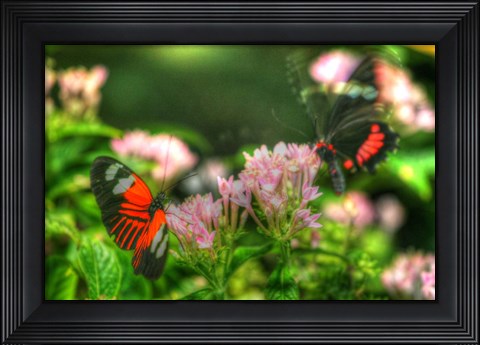 Framed Butterfly 11 Print