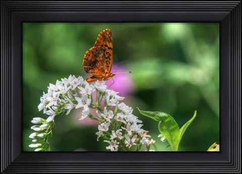 Framed Butterfly 12 Print