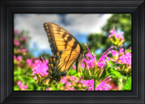 Framed Butterfly 13 Print