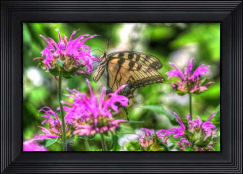 Framed Butterfly 14 Print