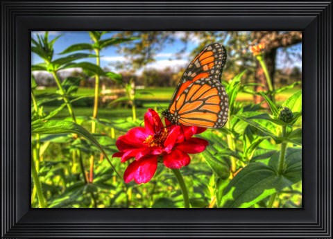 Framed Butterfly 15 Print