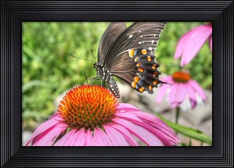 Framed Butterfly 18 Spicebush Print