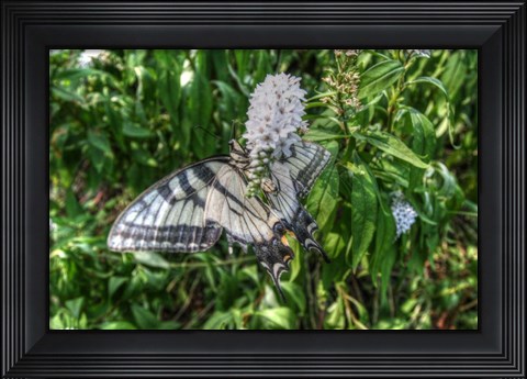 Framed Butterfly 19 Print