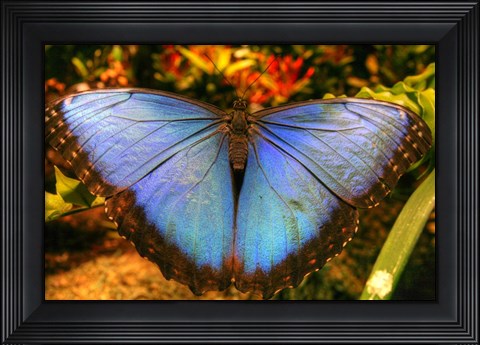 Framed Butterfly 20 Print