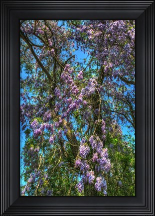 Framed Delaware Wisteria Print