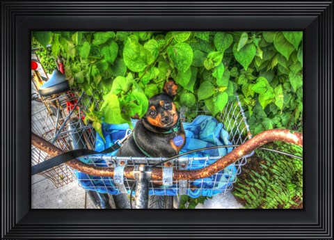 Framed Dog In Basket Print