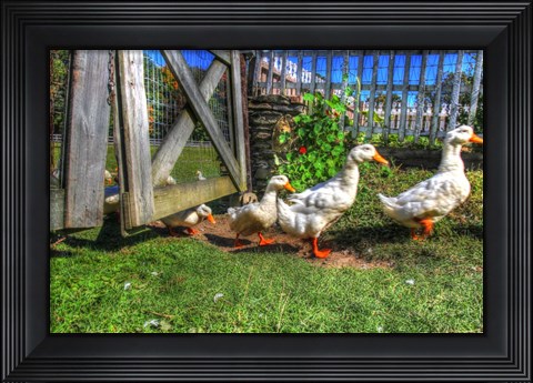 Framed Ducks Escapiing Print
