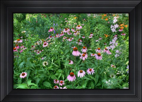 Framed Echinacea Print