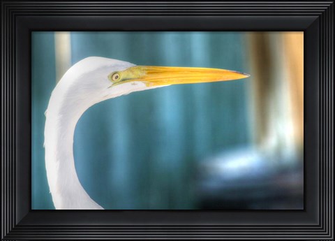 Framed Egret CU Print
