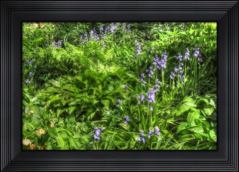 Framed Garden Bluebells Print
