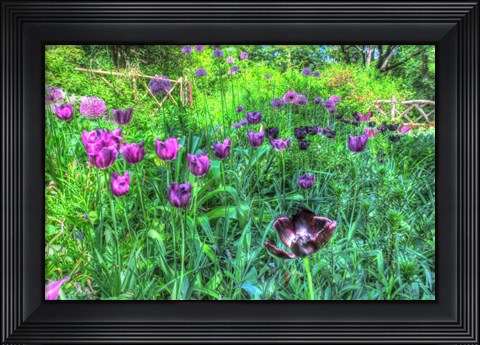 Framed Garden Purple Tulips Print