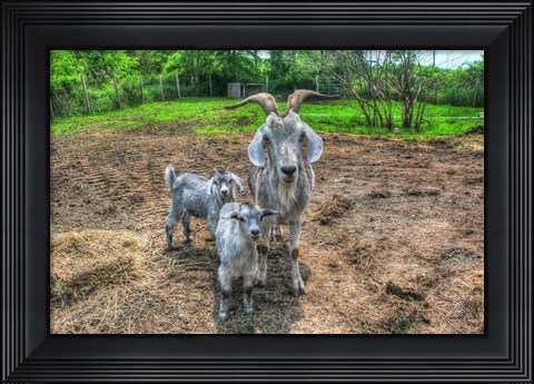 Framed Goats Print