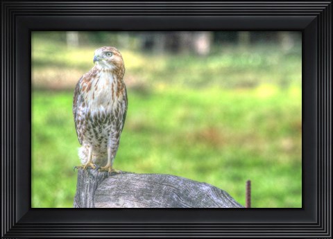Framed Hawk And Fence Print