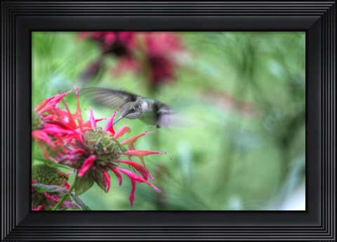Framed Hummingbird 1 Print