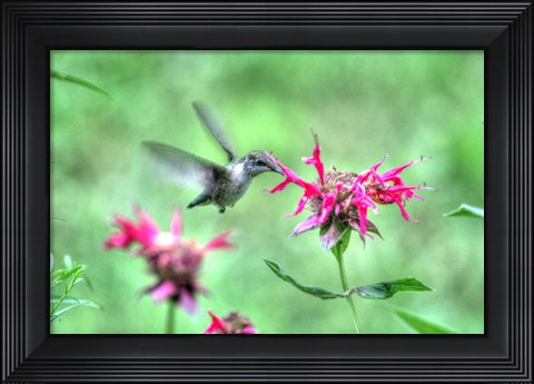 Framed Hummingbird 2 Print