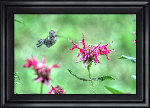 Framed Hummingbird 3 Print
