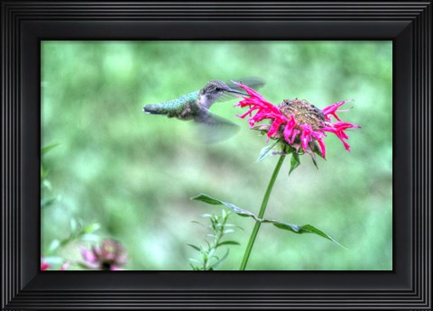 Framed Hummingbird 4 Print