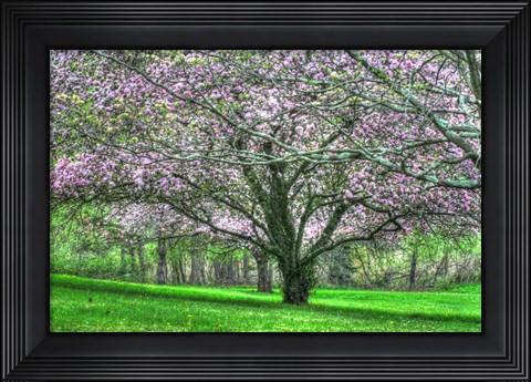 Framed Mauve Blossom Trees Print