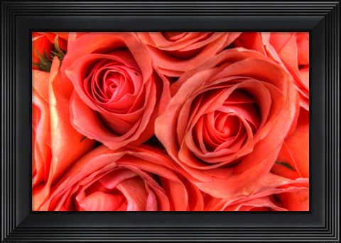 Framed Roses in a Bunch Print
