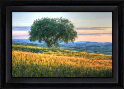 Framed Tuscan Tree Pink Sunset Print