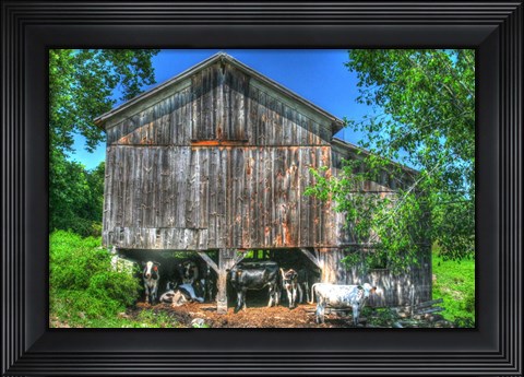 Framed Old Barn and Cows Print