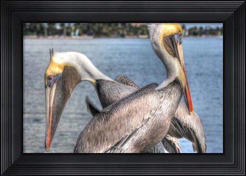 Framed Pelicans Two Print