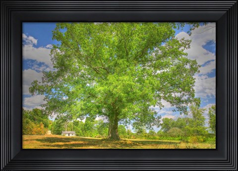 Framed Robibbero Tree Print