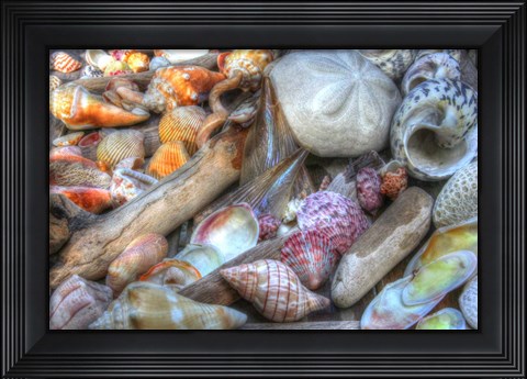 Framed Shells I Print