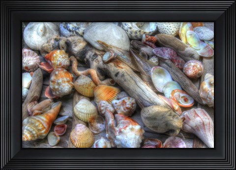 Framed Shells II Print