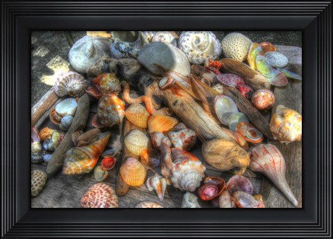 Framed Shells III Print