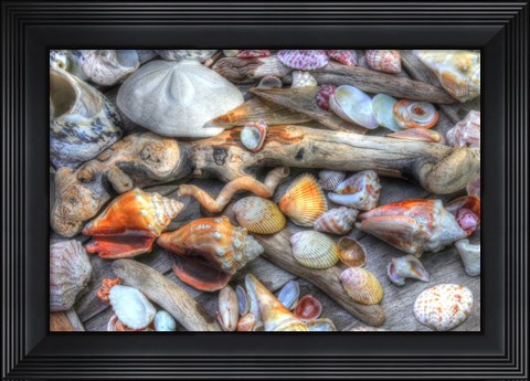 Framed Shells IV Print