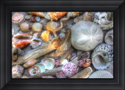 Framed Shells V Print