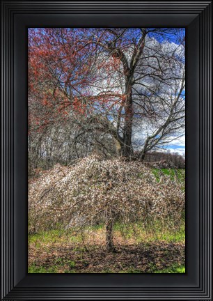 Framed Spring Cherry Tree Print