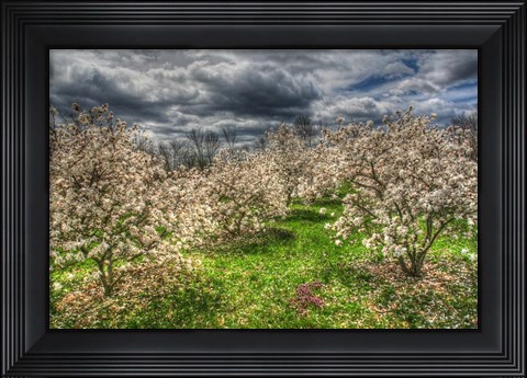 Framed Spring Orchard Print