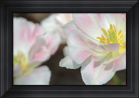 Framed Three Pinks CU Print