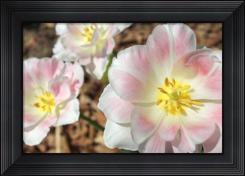 Framed Three Pinks Print