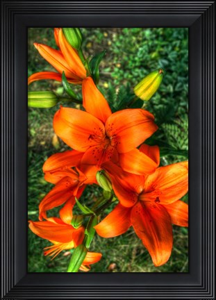 Framed Tiger Lilies I Print