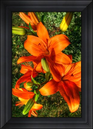 Framed Tiger Lillies III Print