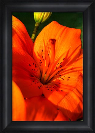 Framed Tiger Lillies IV Print