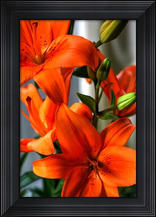 Framed Tiger Lillies V Print