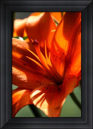 Framed Tiger Lillies VI Print