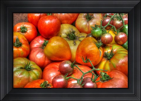 Framed Tomatoes 2015 Print
