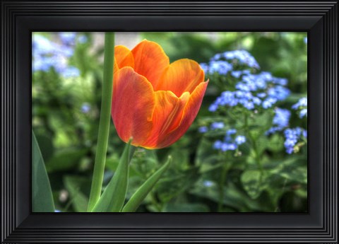 Framed Tulip Blue Background Print