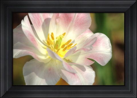Framed Tulip Pink CU Print