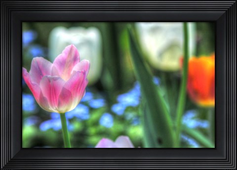 Framed Tulips Four Print