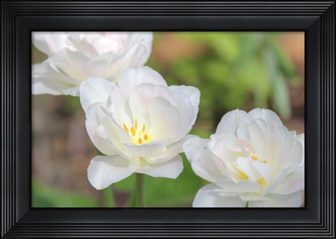 Framed Tulip Three Print