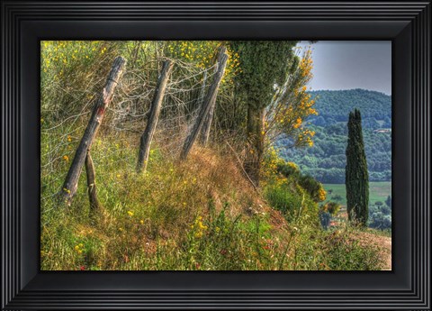 Framed Tuscan Cedar and Fence Print