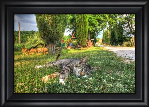 Framed Tuscan Sleepy Cat Print