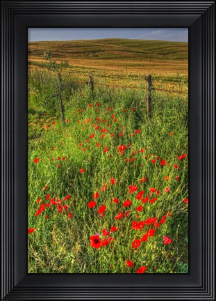 Framed Tuscan Vertical Poppies and Fence Print